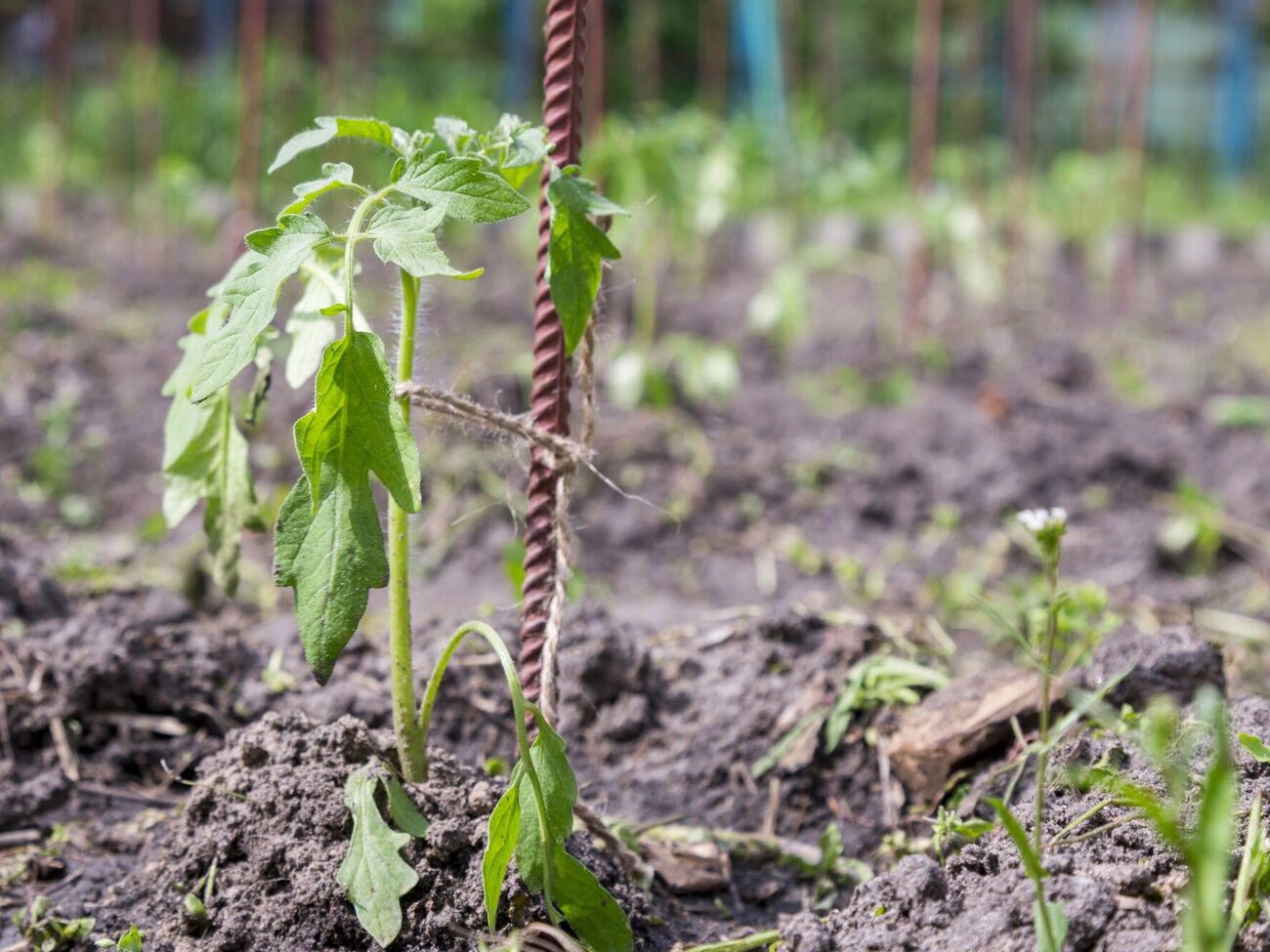 Томаты лучше всего высаживать в период с 5-го по 9 июня