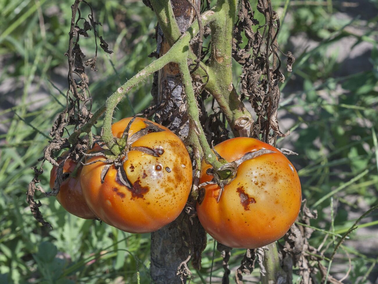 Народные средства помогут побороть фитофтороз на ранней стадии