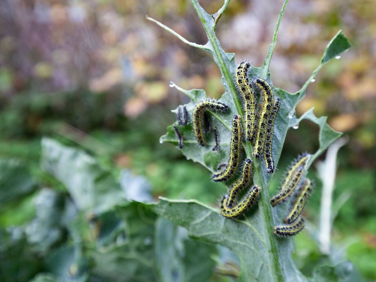 Капустная моль может полностью уничтожить урожай