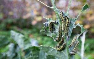 Капустная моль может полностью уничтожить урожай