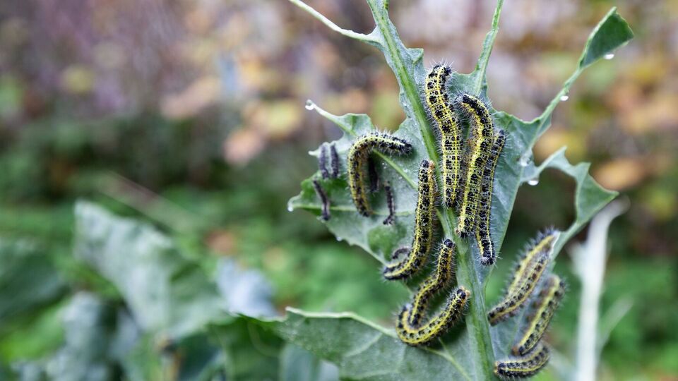 Капустная моль может полностью уничтожить урожай