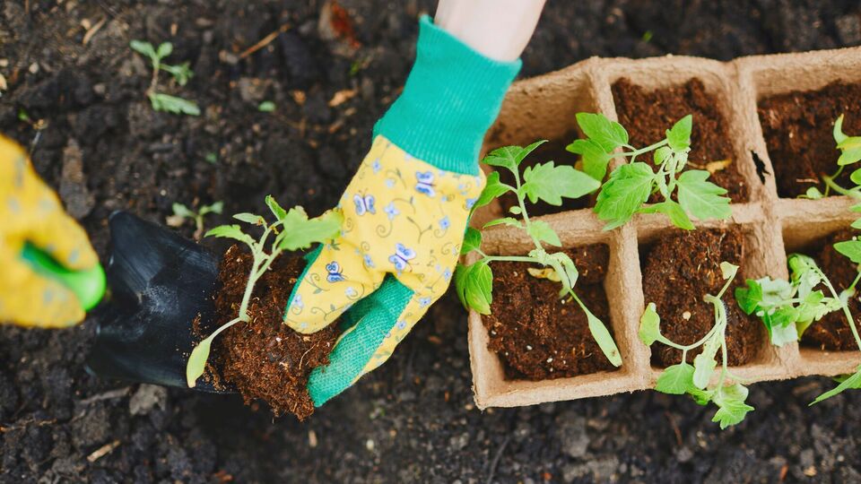 Важно, чтобы томаты прижились на участке