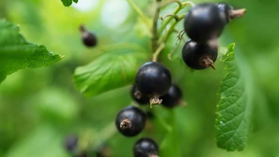 Для подкормки смородины понадобится зола