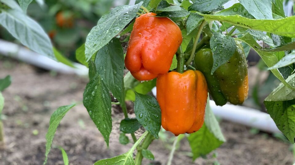 В конце весны и в начале лета перец лучше всего подкармливать азотом и калием