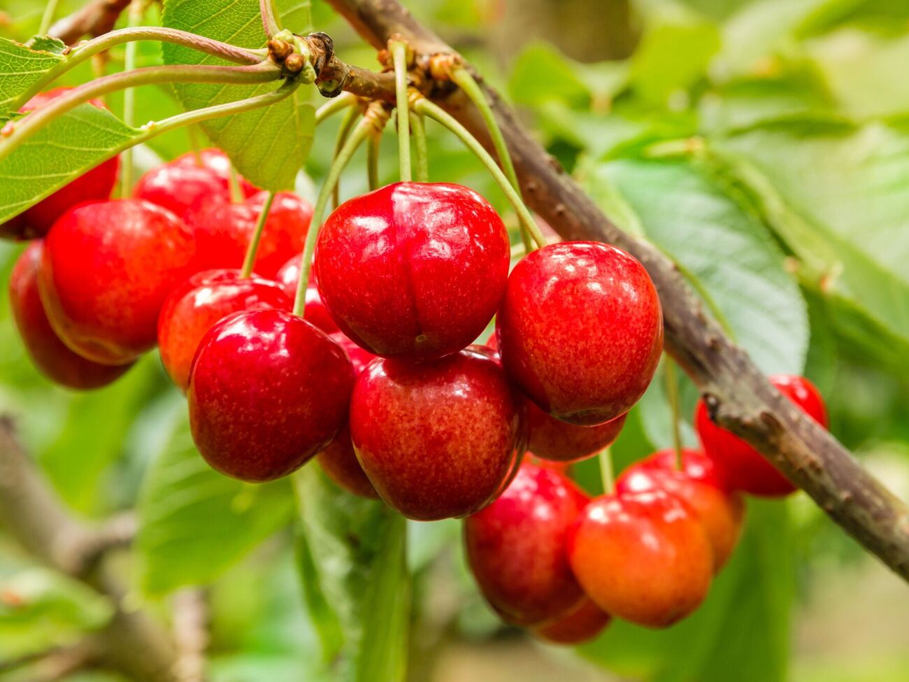 Черешни привлекают птиц и нуждаются в защите