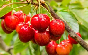 Черешни привлекают птиц и нуждаются в защите