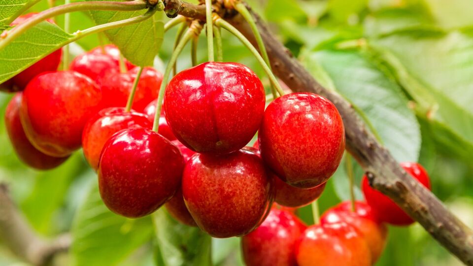 Черешни привлекают птиц и нуждаются в защите