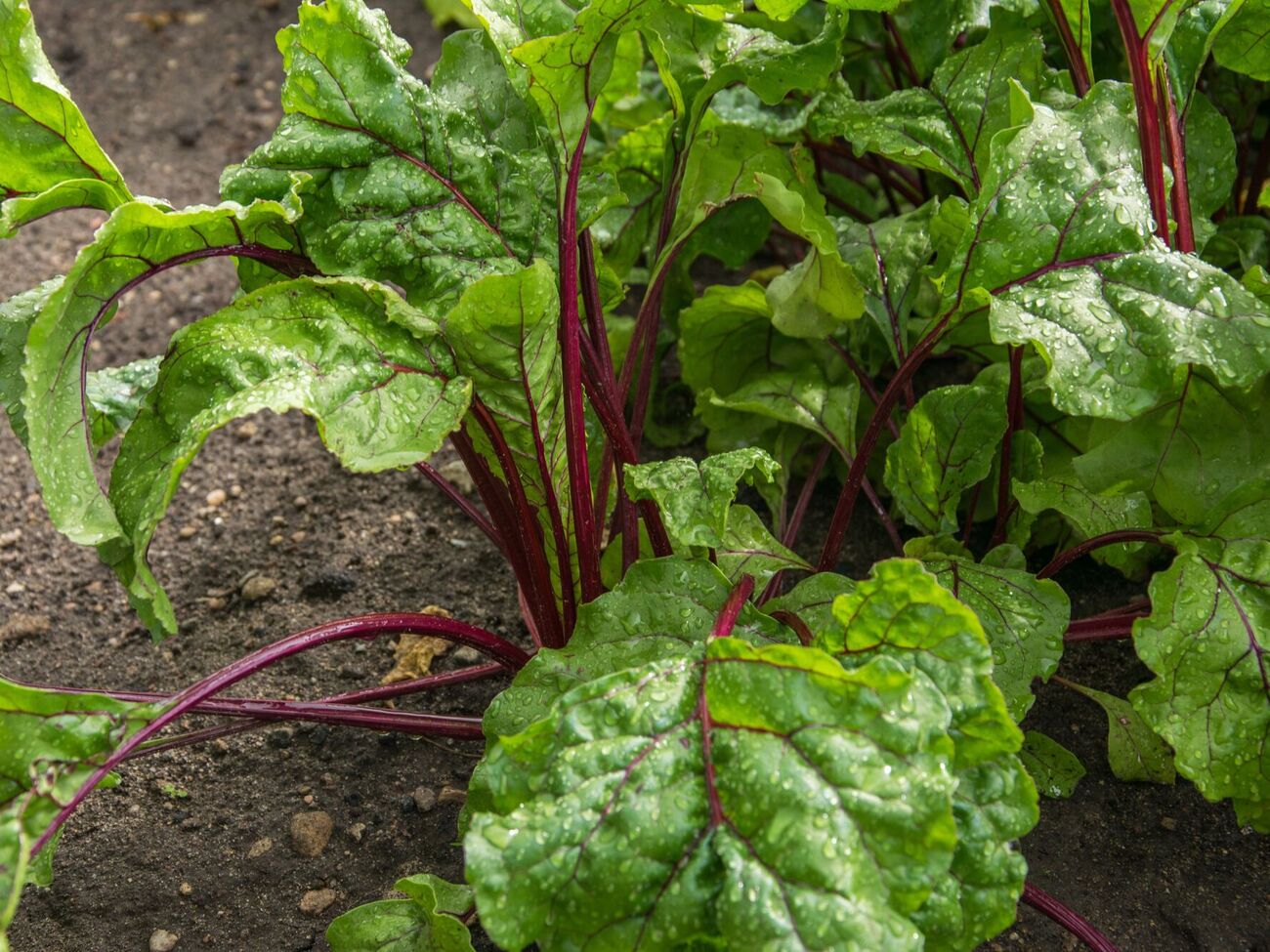 Подкормка способствует щедрому урожаю