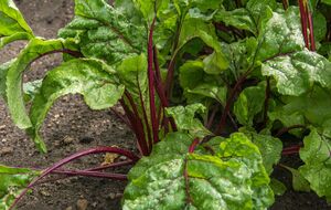 Підживлення сприяє щедрому врожаю