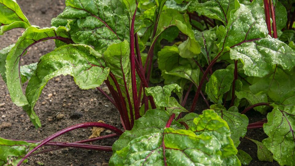 Підживлення сприяє щедрому врожаю