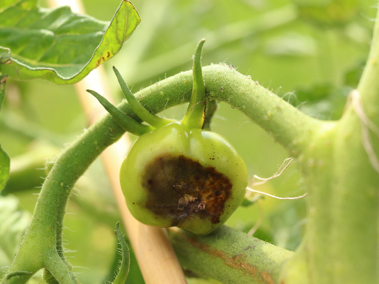 Огородница посоветовала не затягивать с профилактической обработкой