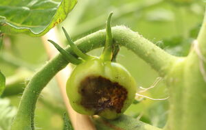 Огородница посоветовала не затягивать с профилактической обработкой