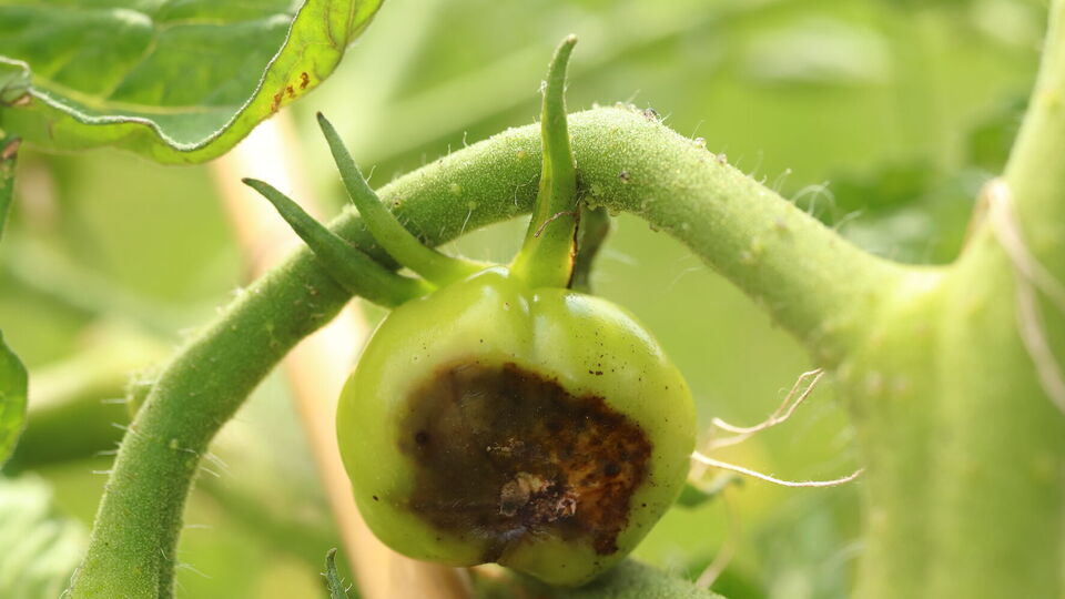 Огородница посоветовала не затягивать с профилактической обработкой