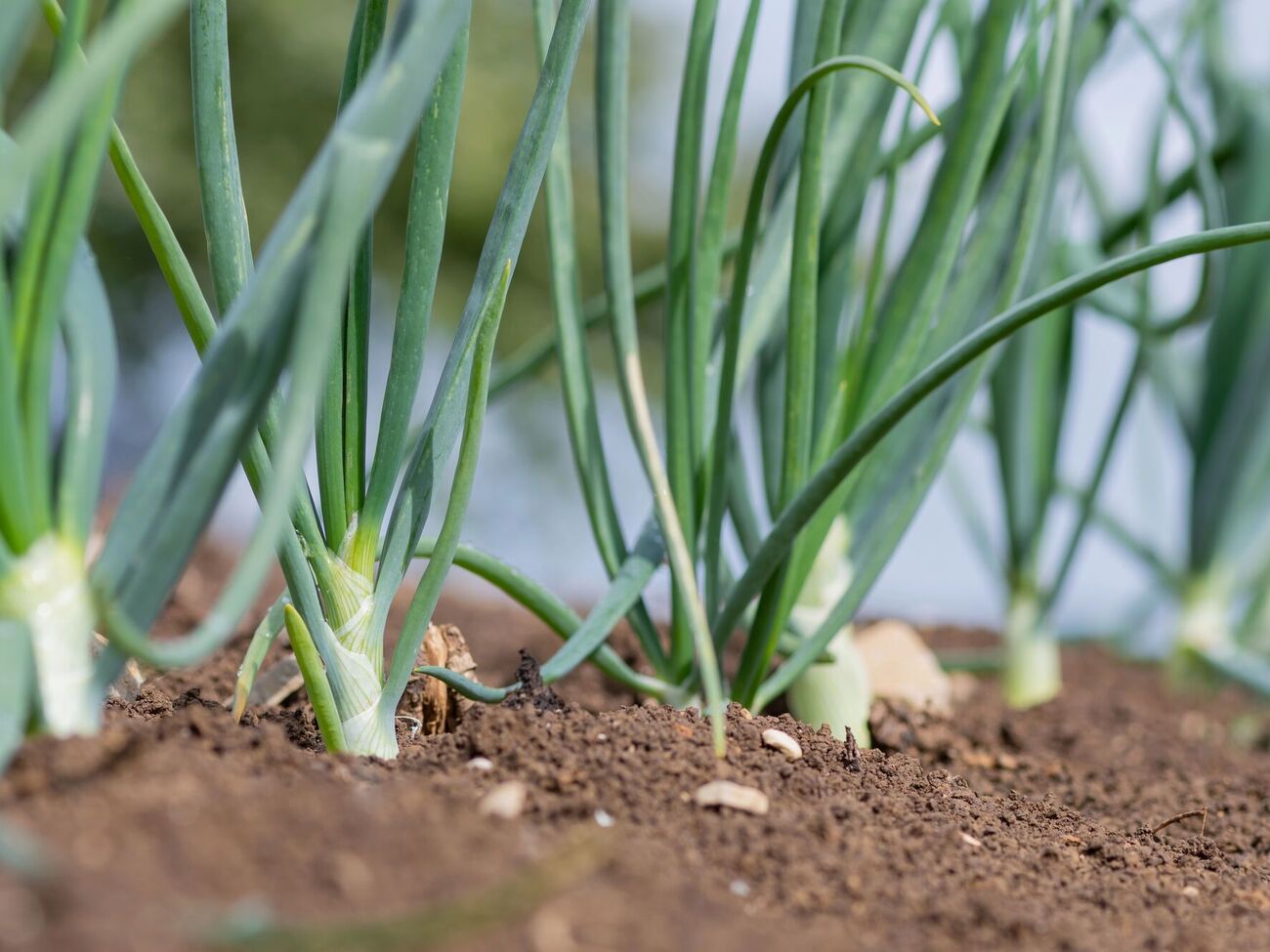 Для подкормки лука понадобится настой из золы