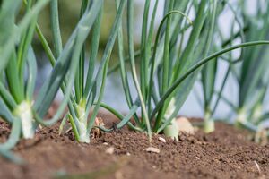 Для подкормки лука понадобится настой из золы
