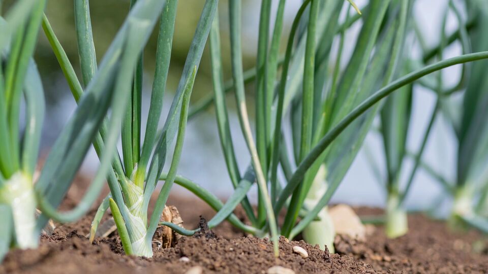 Для подкормки лука понадобится настой из золы