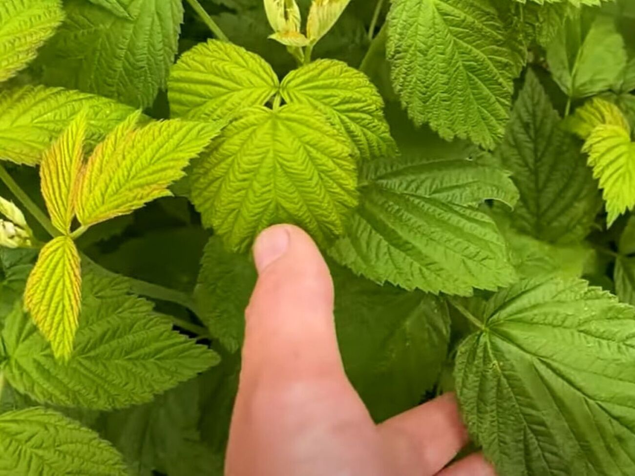 Из-за холодной и дождливой весны малине не хватает сил для формирования урожая