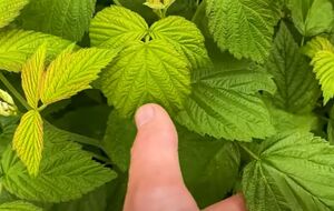 Из-за холодной и дождливой весны малине не хватает сил для формирования урожая