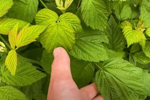 Через холодну й дощову весну малині бракує сил для формування врожаю