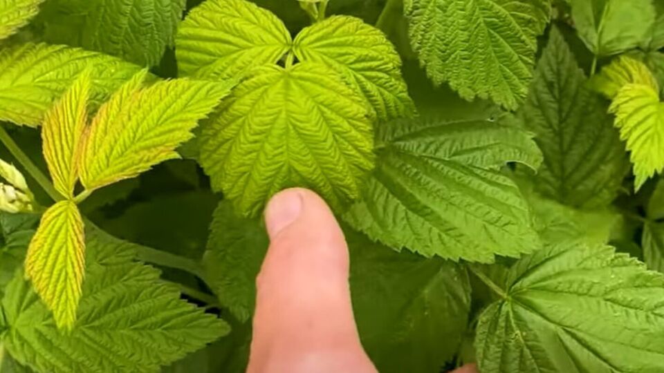 Из-за холодной и дождливой весны малине не хватает сил для формирования урожая