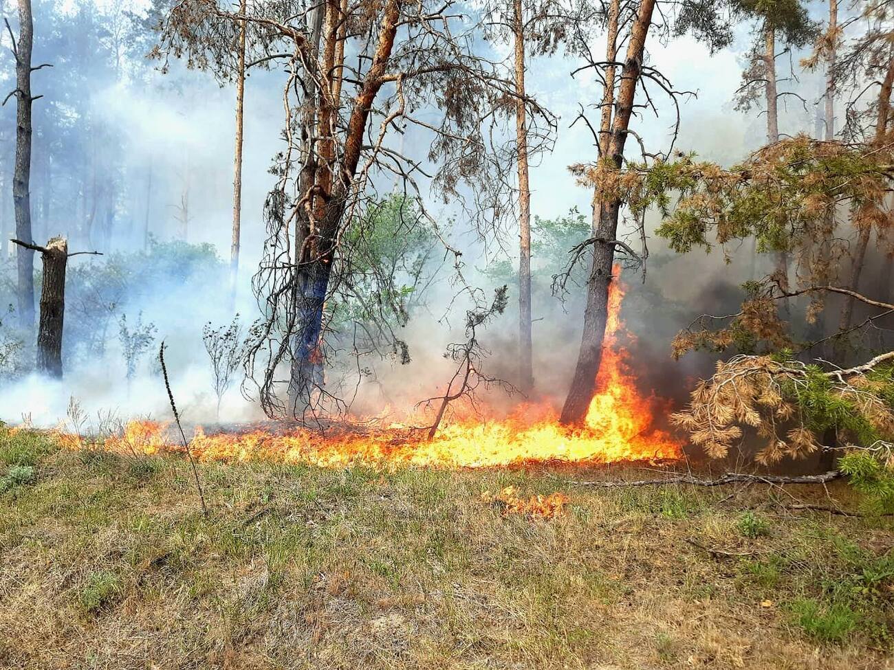 В ГСЧС сообщили, что тушат 11 пожаров в лесхозах Харьковской области