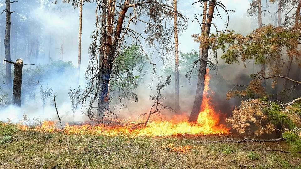 У ДСНС повідомили, що гасять 11 пожеж у лісгоспах Харківської області