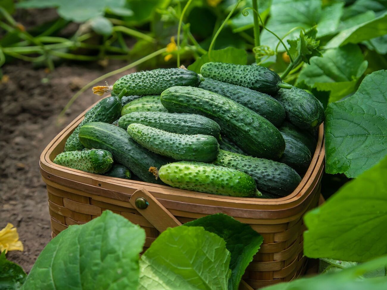 Перед посівом замочіть насіння огірків на 12 годин