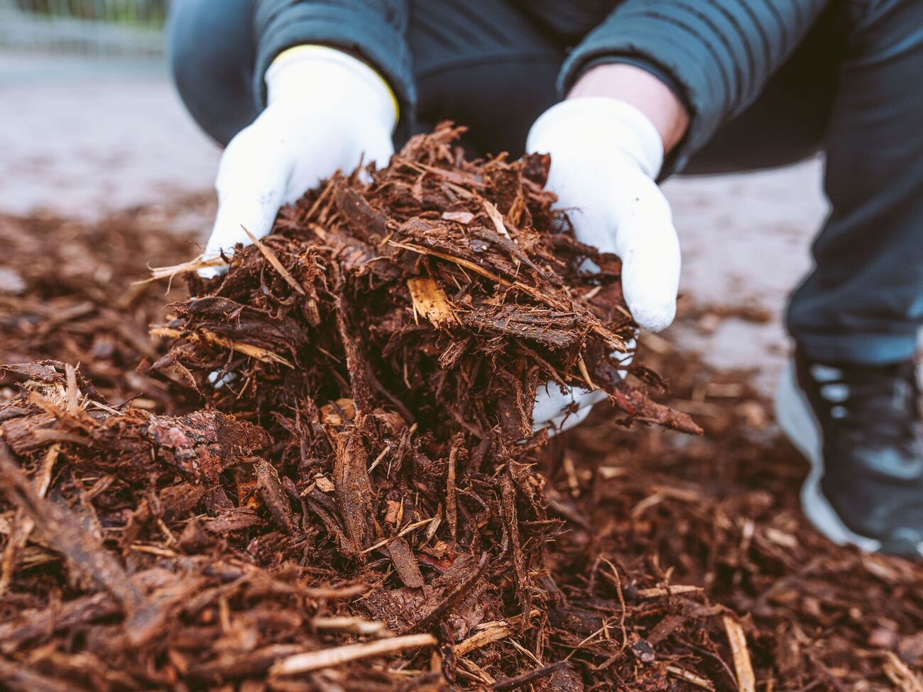 Для поліпшення стану ґрунту й мульчі можна використовувати органічні добрива