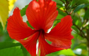 Гибискус имеет плохую репутацию как цветок, приносящий несчастье