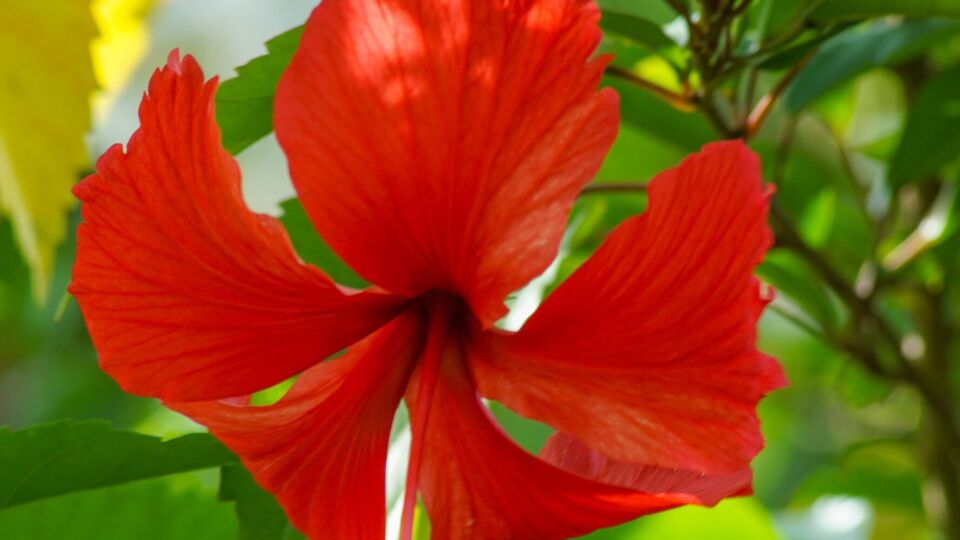 Гибискус имеет плохую репутацию как цветок, приносящий несчастье