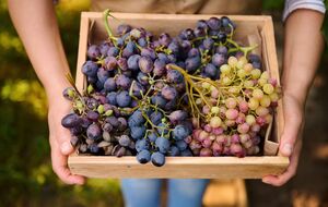 Биообработка не вредит не только людям, но и насекомым