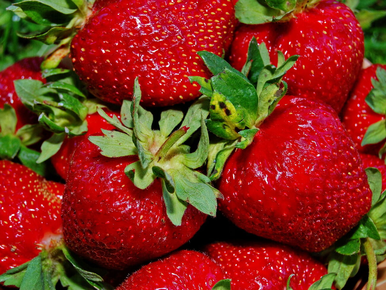 Урожай клубники будет щедрым при условии правильного весеннего ухода