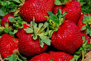 Урожай клубники будет щедрым при условии правильного весеннего ухода