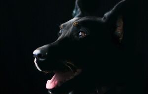 Влада Броварів розшукує власників собаки