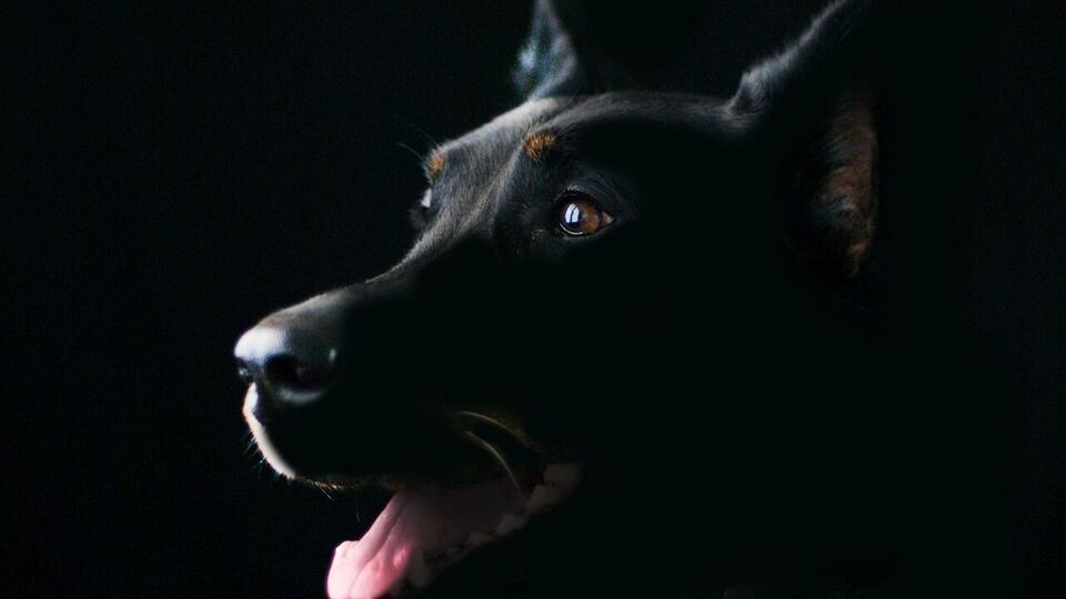 Влада Броварів розшукує власників собаки