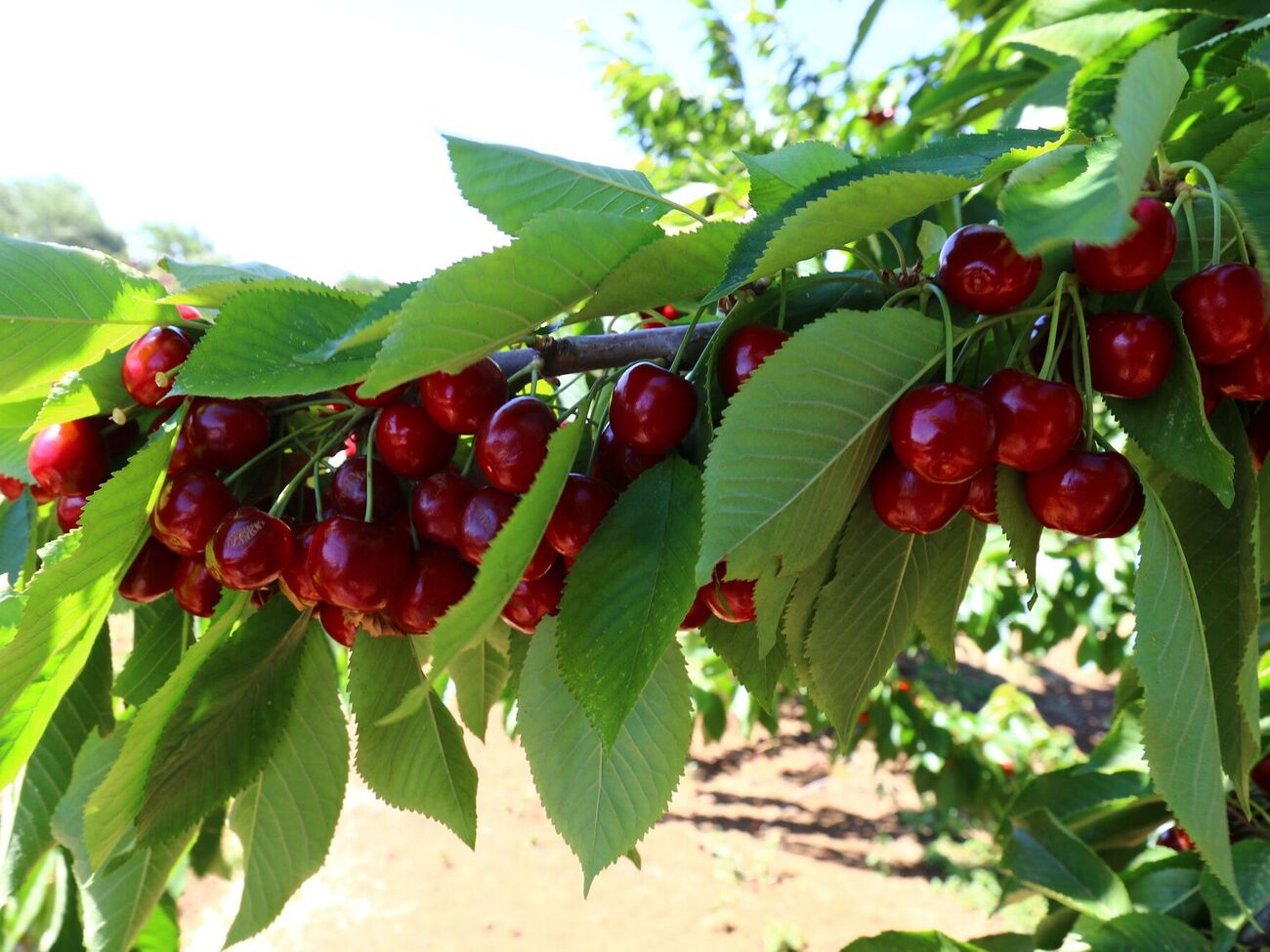 Деревья обрабатывают приготовленным раствором в безветренную погоду, расходуя от 2 до 5 л