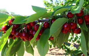 Деревья обрабатывают приготовленным раствором в безветренную погоду, расходуя от 2 до 5 л