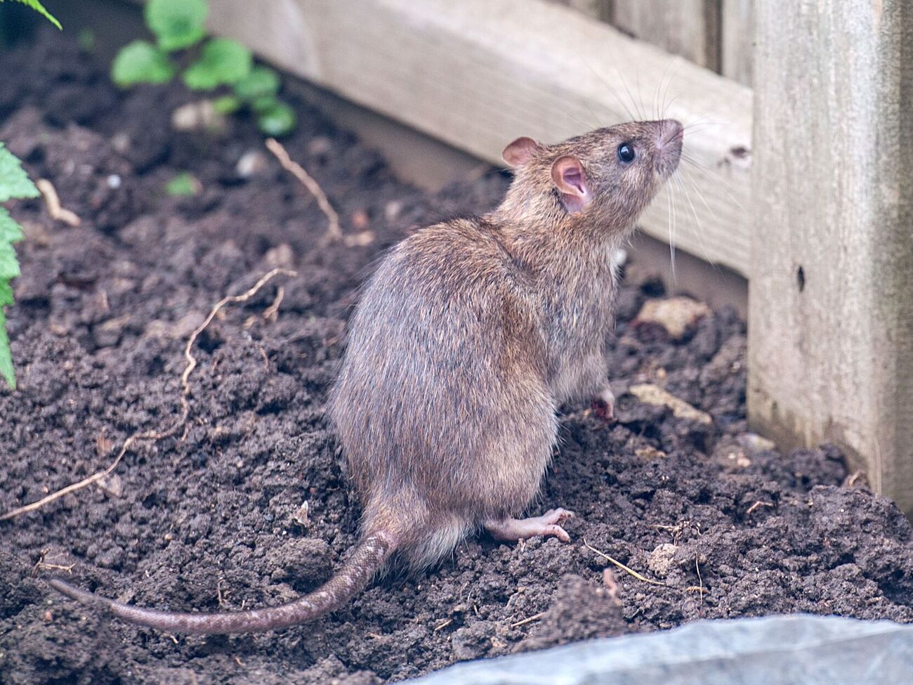 Запах масла перечной мяты отпугивает крыс от участка