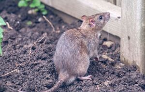 Запах масла перечной мяты отпугивает крыс от участка