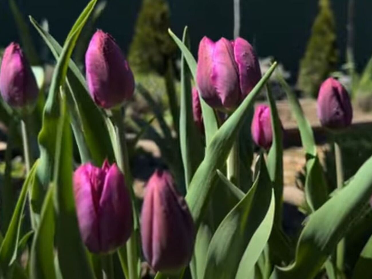 Если не удалить бутоны после завершения цветения, тюльпаны будут тратить силы на их созревание