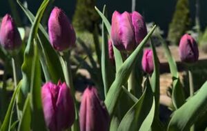 Если не удалить бутоны после завершения цветения, тюльпаны будут тратить силы на их созревание