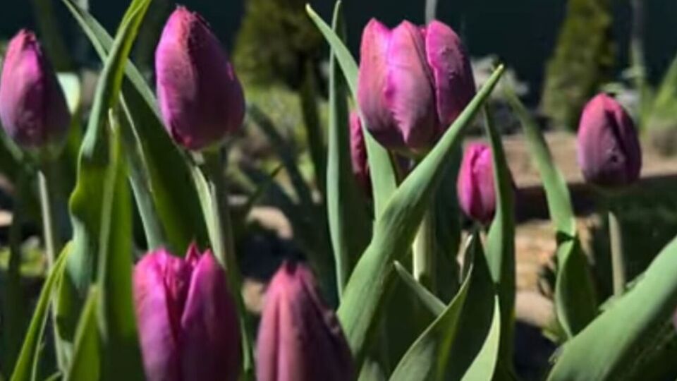 Якщо не видалити бутонів після завершення цвітіння, тюльпани витрачатимуть сили на їхнє дозрівання