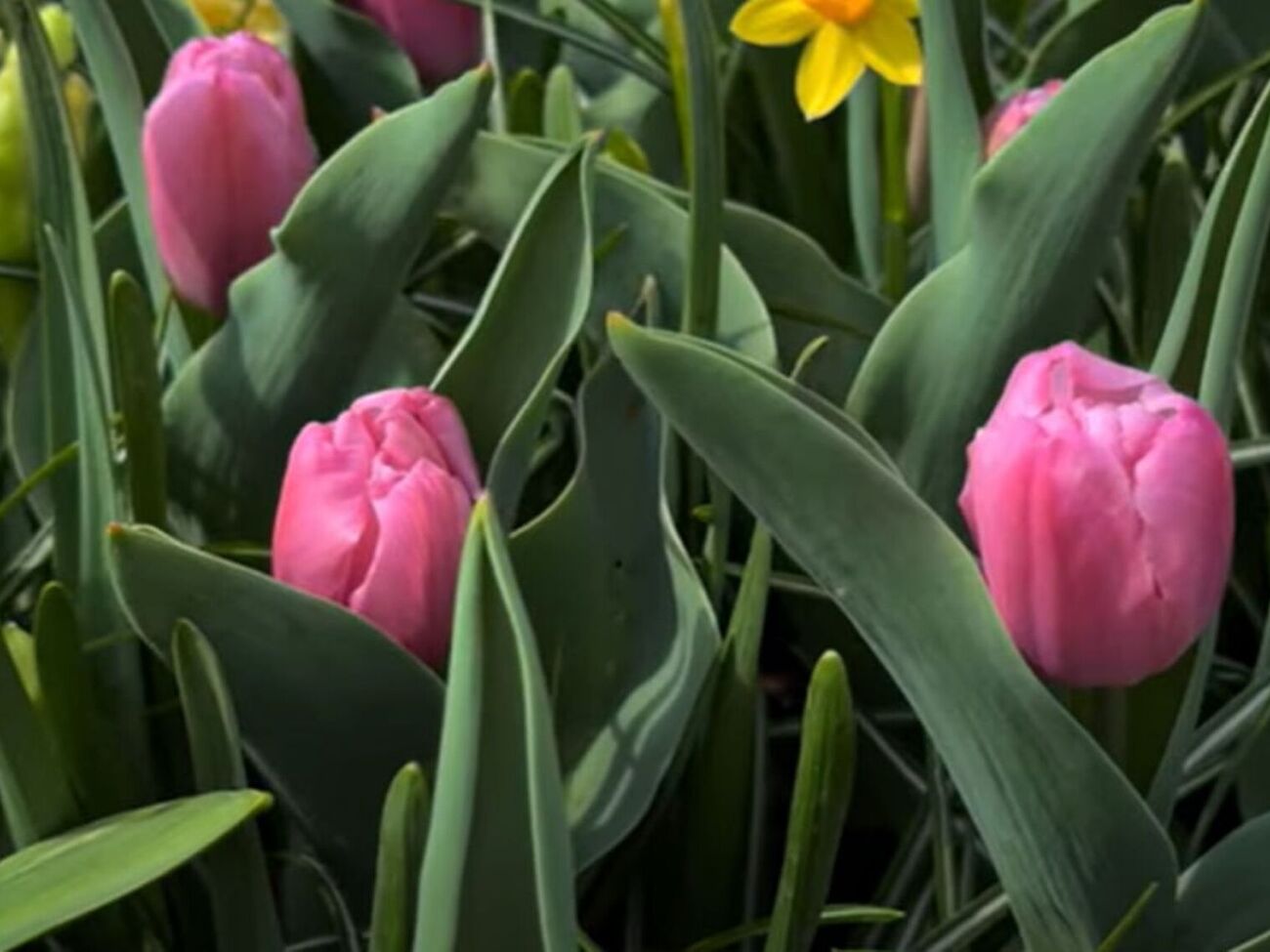 После цветения тюльпанов формируются новые луковицы и закладываются цветочные почки, поэтому растения нуждаются в поливе