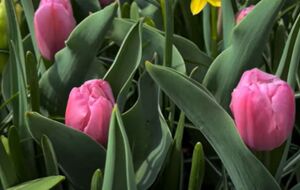 После цветения тюльпанов формируются новые луковицы и закладываются цветочные почки, поэтому растения нуждаются в поливе