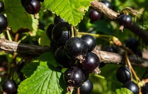 Кущі смородини будуть рясно всіяні ягодами