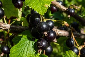 Кусты смородины будут обильно усеяны ягодами