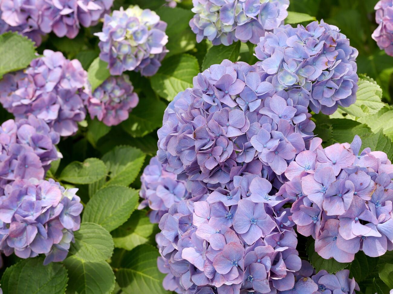 Гортензию лучше не высаживать рядом с розами и пионами