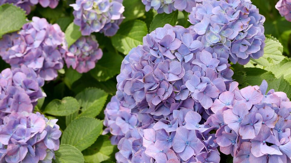Гортензию лучше не высаживать рядом с розами и пионами