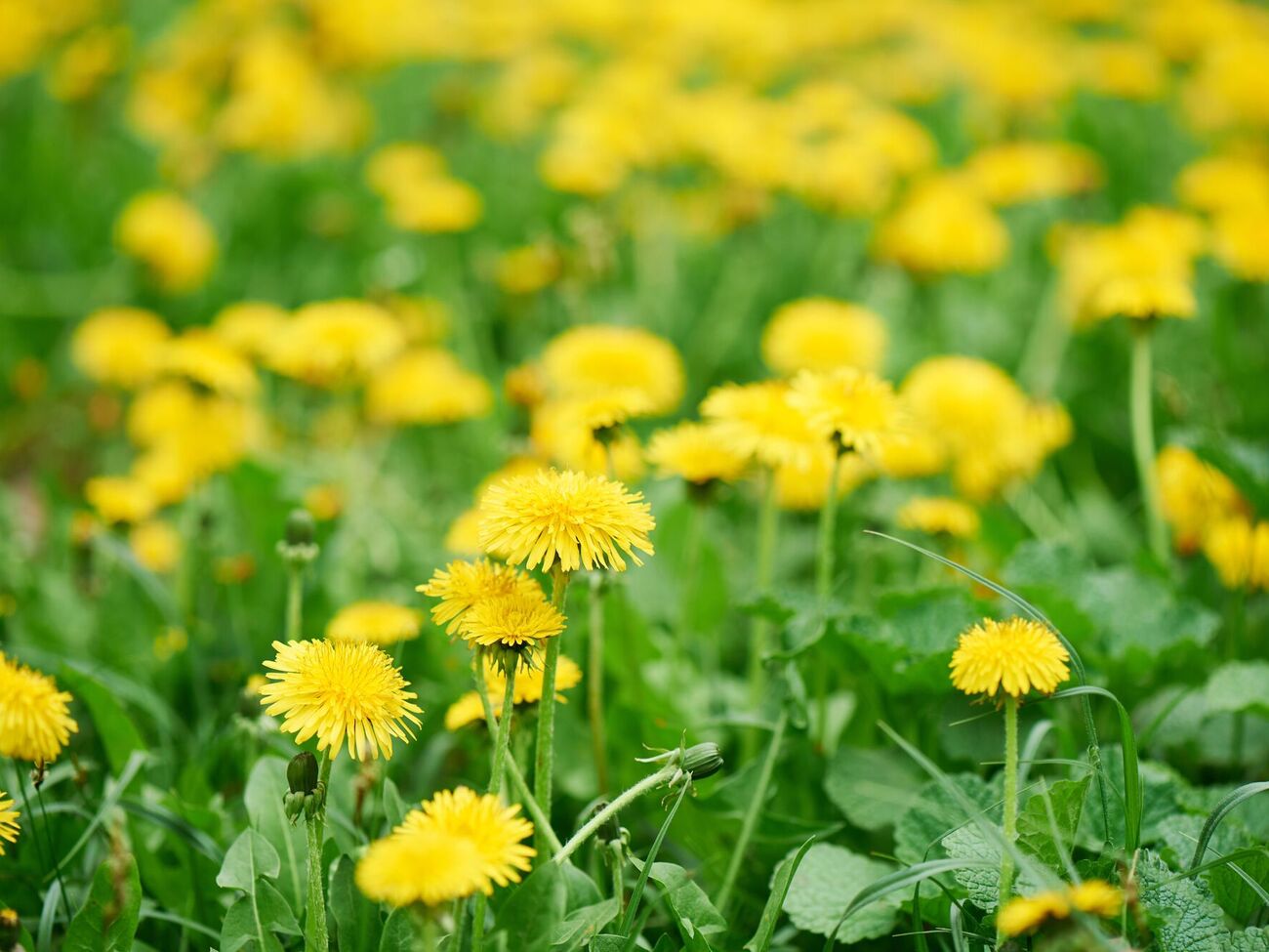 Для домашнего вина из одуванчиков используют только цветы