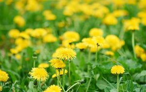 Для домашнего вина из одуванчиков используют только цветы